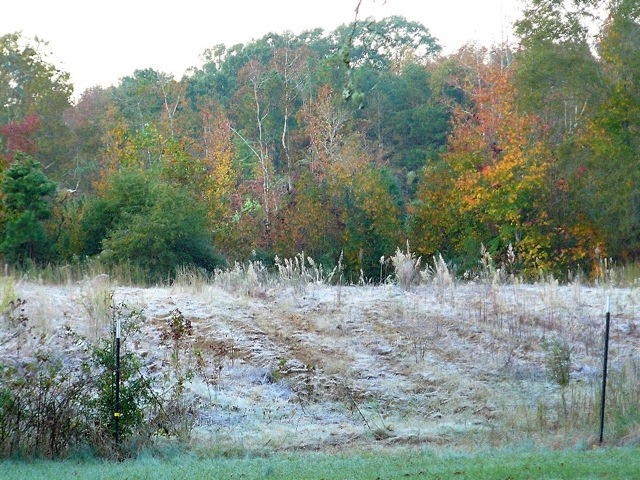 Frosty Morning