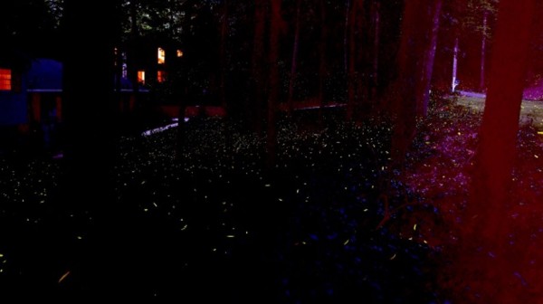 8-21-2015 1-29-14 PM fireflies