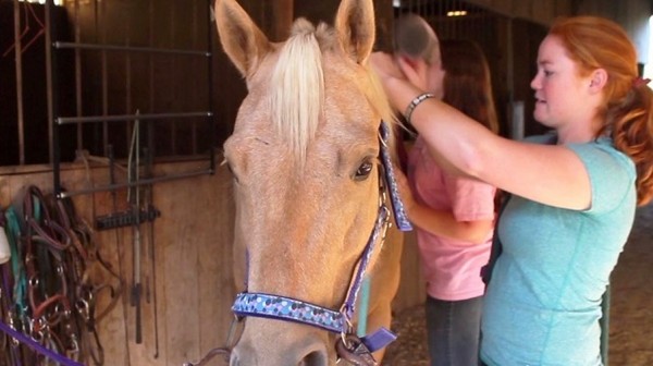 2015-10-30_11-08-40 horse