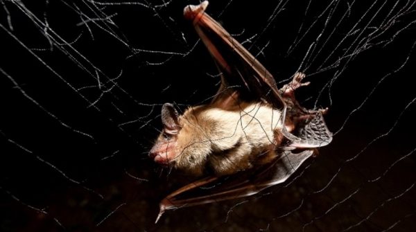 2016-07-29_11-11-54bats