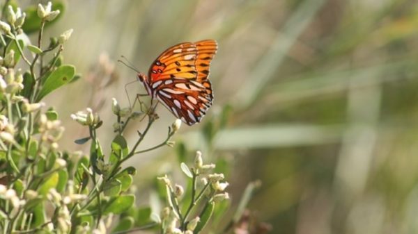 2016-10-28_10-58-59monarchs