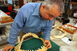 Research Paper Identifies Early Ice Age Shark Teeth In Alabama