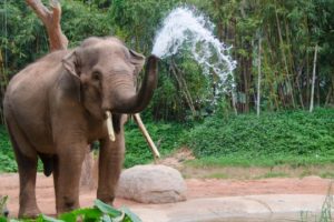 UAB Study Examines Obesity And Reproductive Status Of Zoo Elephants