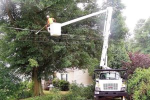 Alabama Power Named Tree Line USA Utility For 17th Consecutive Year