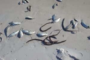 “Red Tide” Conditions In Florida