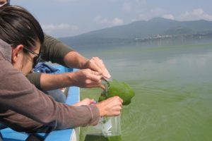 Auburn Aquatic Ecologist Partners In $2 Million War On Blue-Green Algae