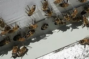 Foxhound Bee Co. In Birmingham Enjoys ‘Honey Of A Success’