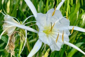 Cahaba Lily Blooms A Sight To See Each May