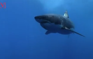 A Great White Shark Was Spotted In The Long Island Sound: Environmental Clean-Ups May Have Brought It There