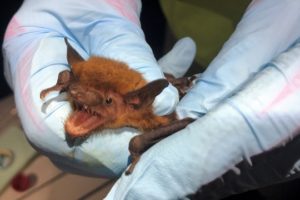 Experts Studying Bat Populations In Alabama