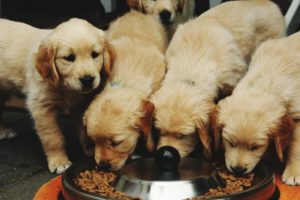 Concerns About FDA Grain-Free Dog Food Warning Best Addressed By Your Local Veterinarian, Auburn Expert Says