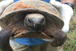 Alabama Power Company Helps Preserve Gopher Tortoise Habitat