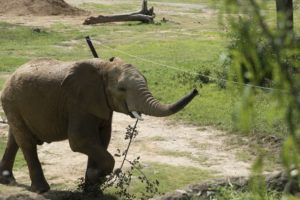 Birmingham Zoo Adopts New Elephants, Opens Welcome Center