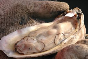 Alabama’s Oyster Production Makes A Comeback
