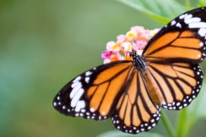 How To Attract Butterflies And Birds To Your Yard