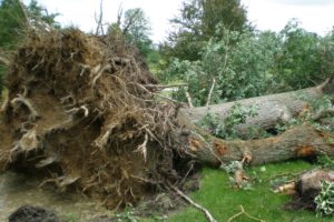 Multiple Trees Down in Hale County