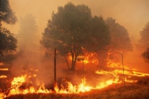 Auburn University Expert: Here’s How to Prepare for Alabama Wildfire Season