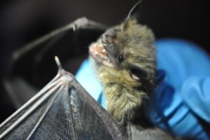 Alabama Power, Southern Company Support Research to Fight Bat-Killing Disease