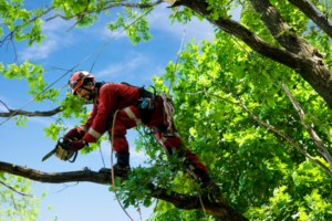What Is An Arborist and Why You Need One?