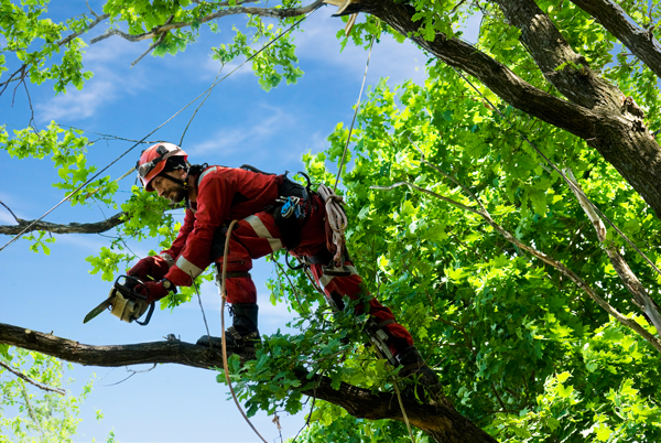 Arborist Christchurch