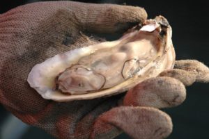 Alabama NewsCenter — Alabama Oyster Harvest Doubles Previous Year’s Totals