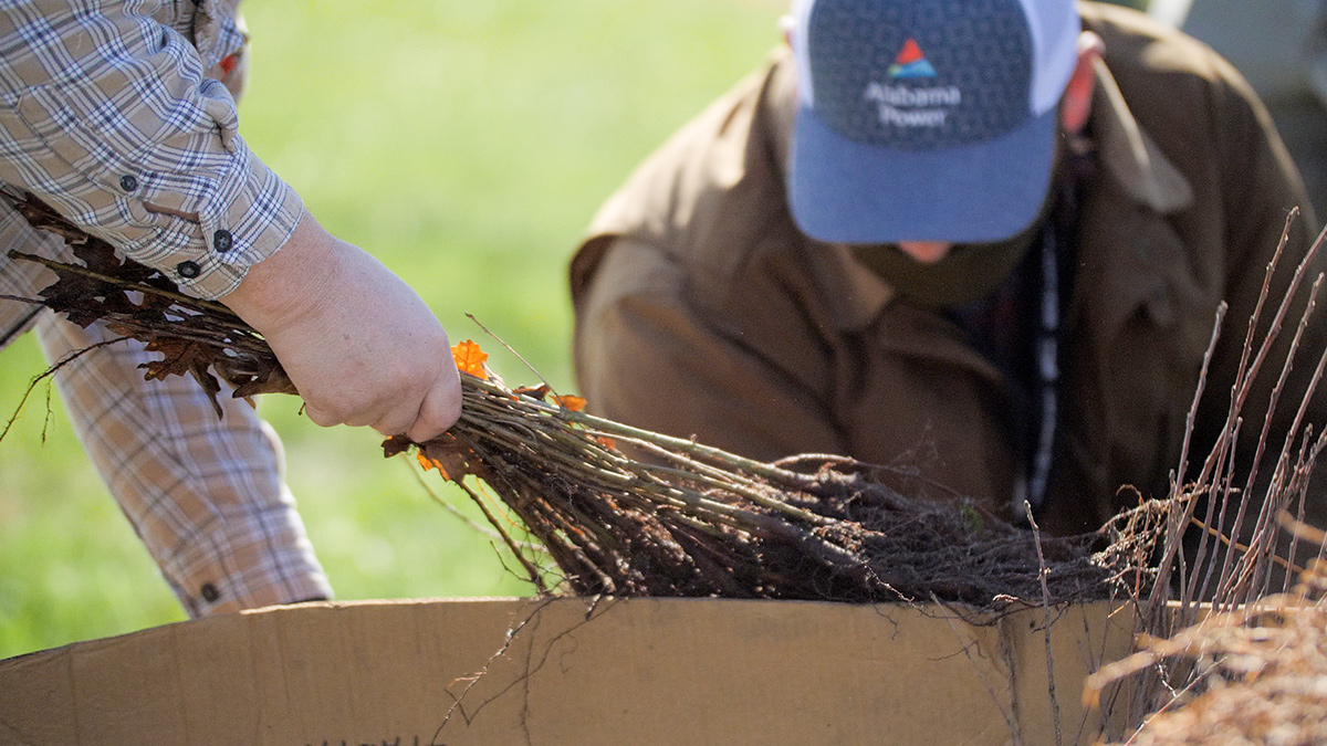 Alabama Newscenter — Arbor Week: Tree Giveaways in Communities Throughout the State : The Alabama Weather Blog - Vimarsana News