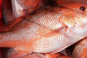 Alabama Newscenter — Red Snapper Population in Gulf of Mexico Much Higher Than Previously Estimated, Study Shows