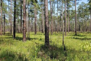 Alabama NewsCenter — New Grants to Benefit Longleaf Pine Restoration in Alabama