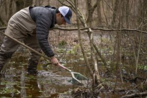 Alabama NewsCenter — Exploring the secret life of Alabama’s elusive rush darter fish