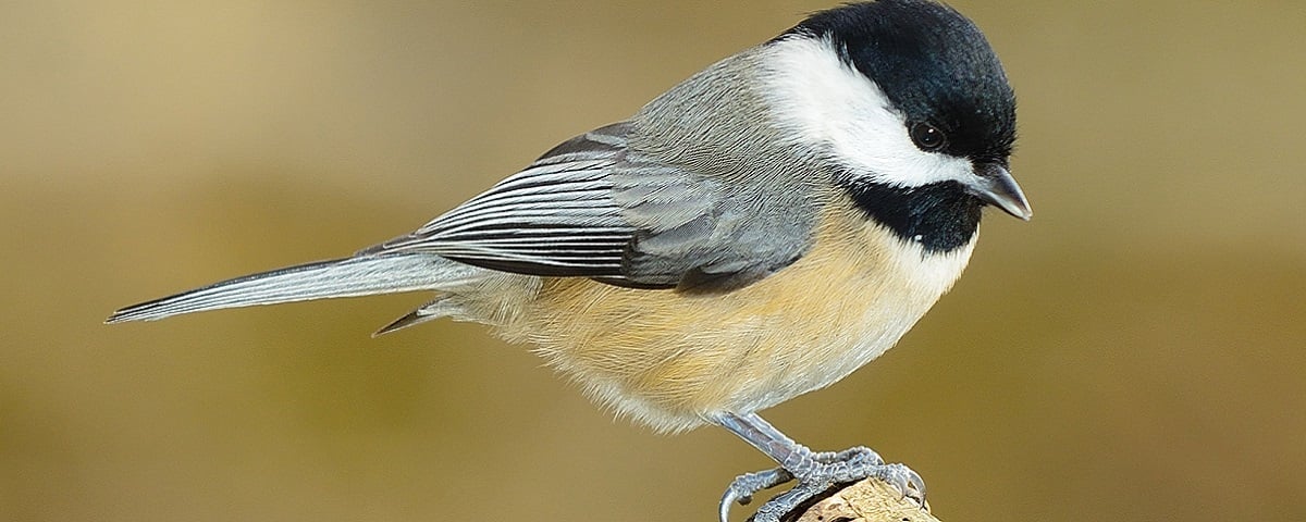 Alabama NewsCenter — Alabama bird lovers: Take a hike at Ten Islands