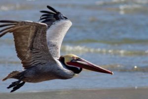 Alabama NewsCenter — Alabama’s Gulf Coast to benefit from $47 million in watershed, habitat restoration grants