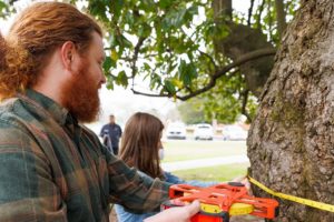 Alabama NewsCenter — University of Alabama campus home to Alabama Champion Tree