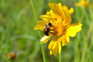 Spring is in bloom in Alabama and nearby