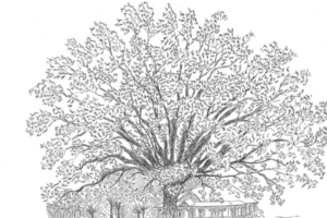 Alabama NewsCenter — In Eufaula, Alabama, you’ll find a tree that owns itself