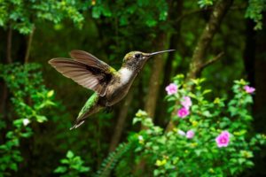 Alabama Tourism launches Year of Alabama Birding
