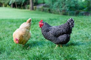 Alabama NewsCenter — Eager for fresher eggs? Flock to Alabama’s ‘Cooptastic’ conference to learn about backyard chicken-raising