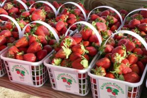 Alabama NewsCenter — 13 Alabama strawberry farms and festivals to visit this season
