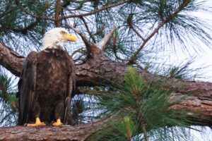 The Alabama News Center — Alabama Power monitors bald eagles on 12 company reservoirs to help safeguard the species