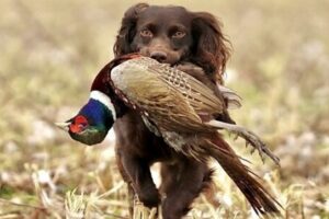 The Alabama News Center — Alabama Black Belt Adventures Association announces winner of 2025 Best Sporting Dog Photo Contest