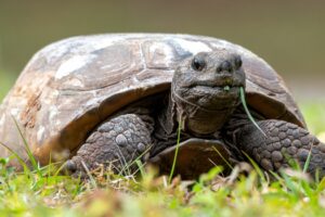 The Alabama News Center — On National Gopher Tortoise Day and beyond, Alabama Power protects animal and its habitat